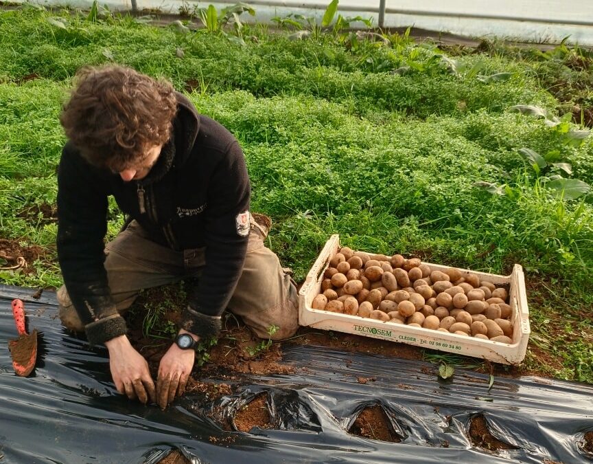 Plantation des patates primeurs