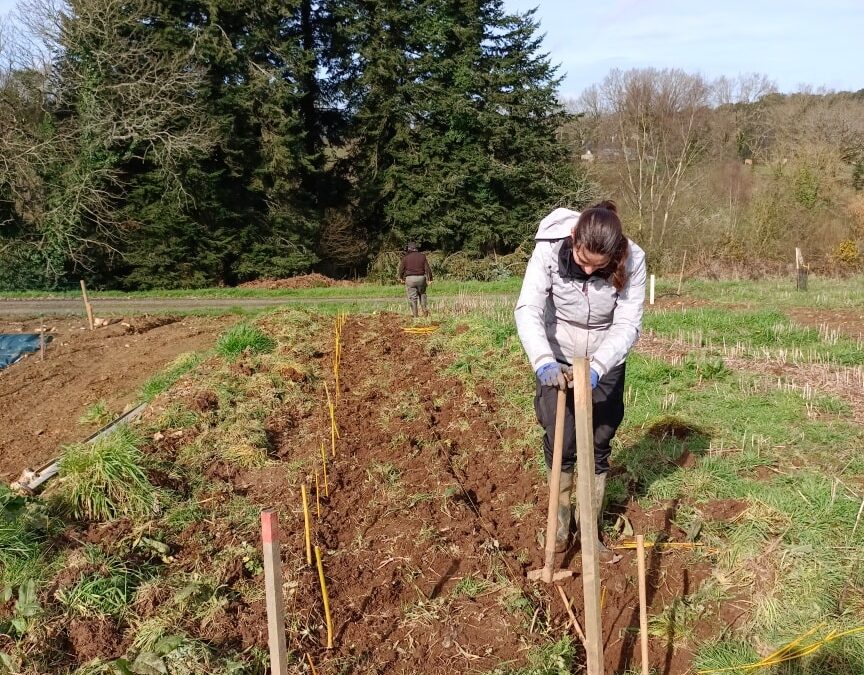 Plantation de 300 saules